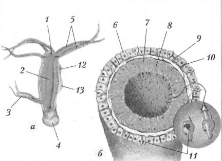 Kra31.cc