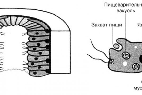 Ссылка на кракена для тора